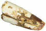 Fossil Spinosaurus Tooth - Real Dinosaur Tooth #301294-1